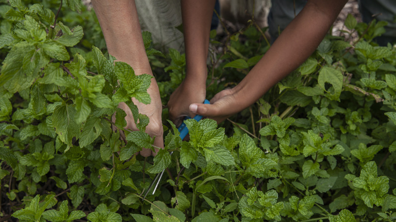 Close-up of the arms and hands of a woman and her young daughter as they pick mint from a community garden.