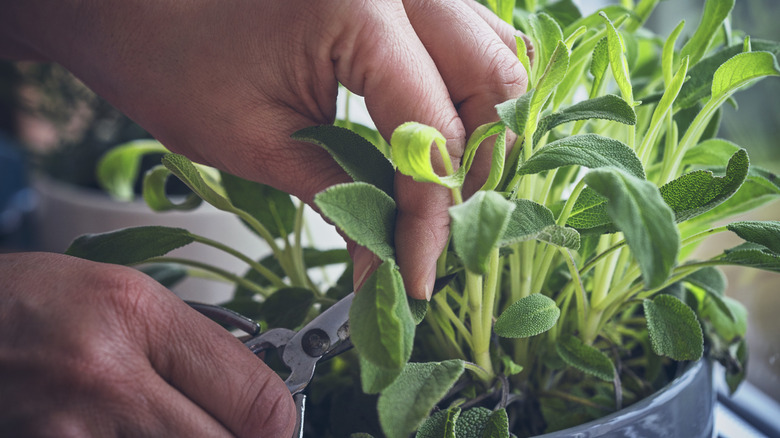 Popular Herb You Should Avoid Planting Too Close To Cucumbers: Mint Warnings