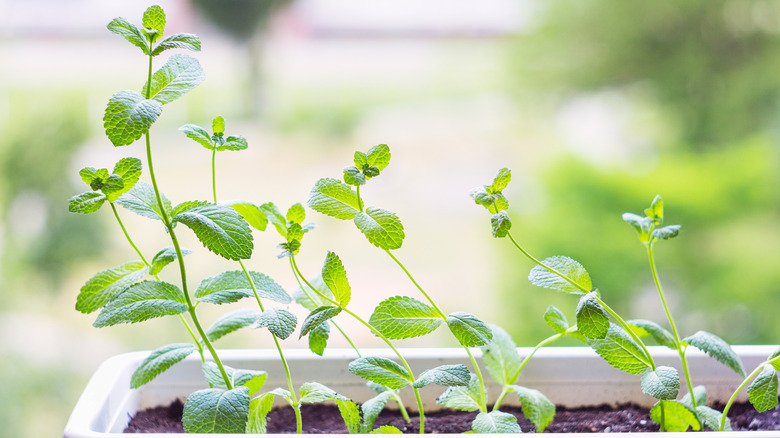 Mint growing in a flower pot