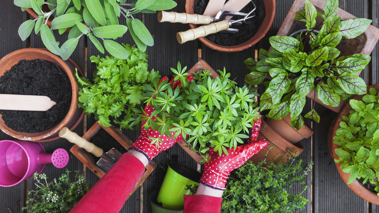 Gloved hands working in an herb garden