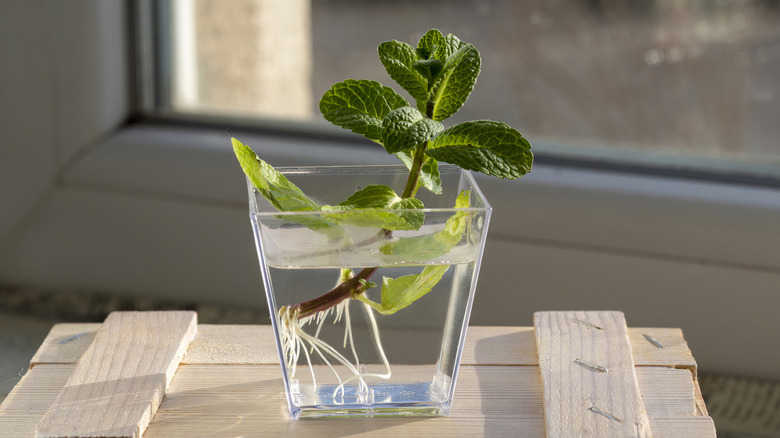 A mint cutting sitting in a cup of water