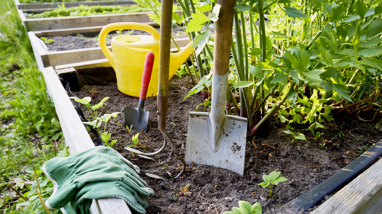 Gardening tools standing upright in a raised garden bed with plants growing.