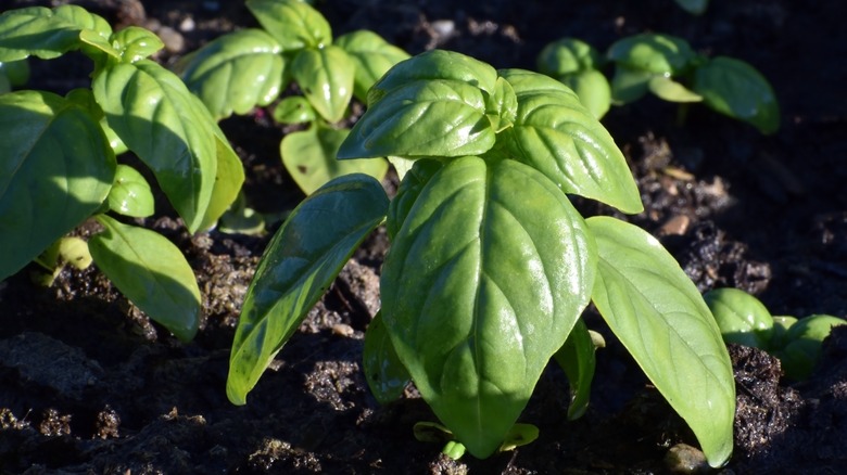basil herb planted in the garden