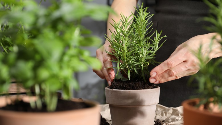 person planting rosemary into a pot