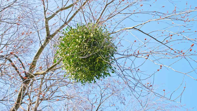 A mistletoe clump in a deciduous tree in fall