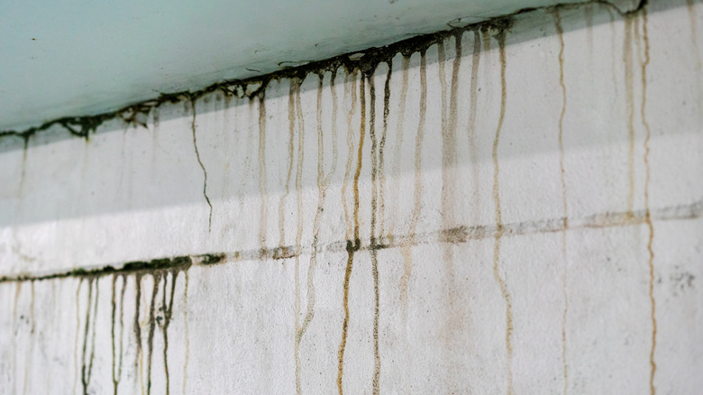 moisture damage on a wall