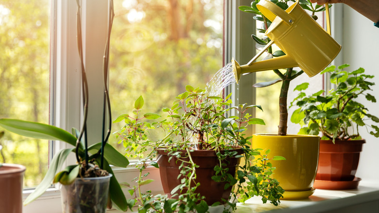 Watering can hydrates houseplants