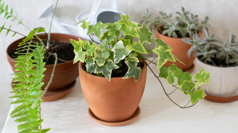 Collection of green houseplants