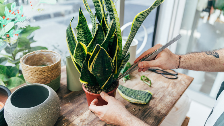 A person taking cuttings of snake plant leaves