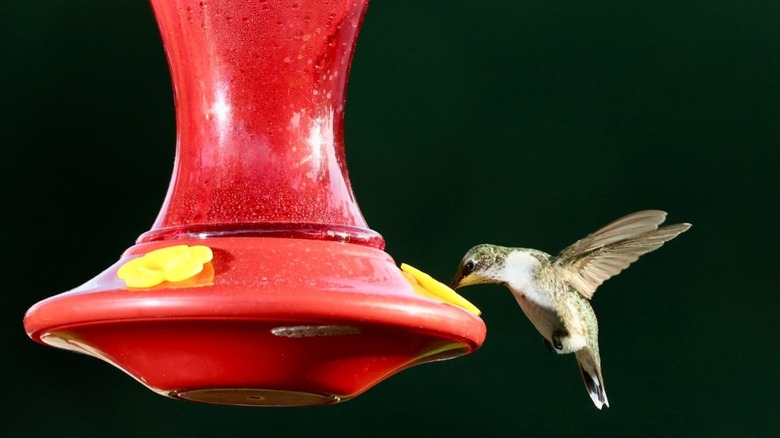 Hummingbird hovering over a red feeder