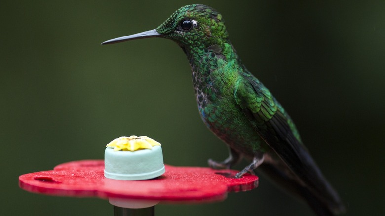 Close up of a hummingbird