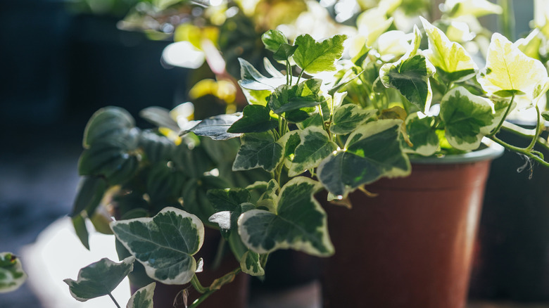 Variegated English ivy growing well indoors.