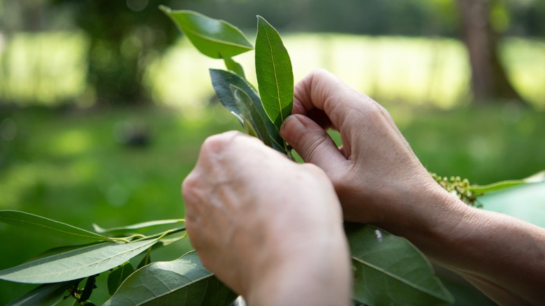 Hand cutting fresh bay leaves
