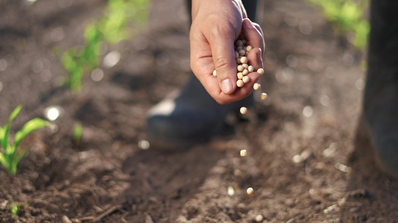 A hand pouring out beans