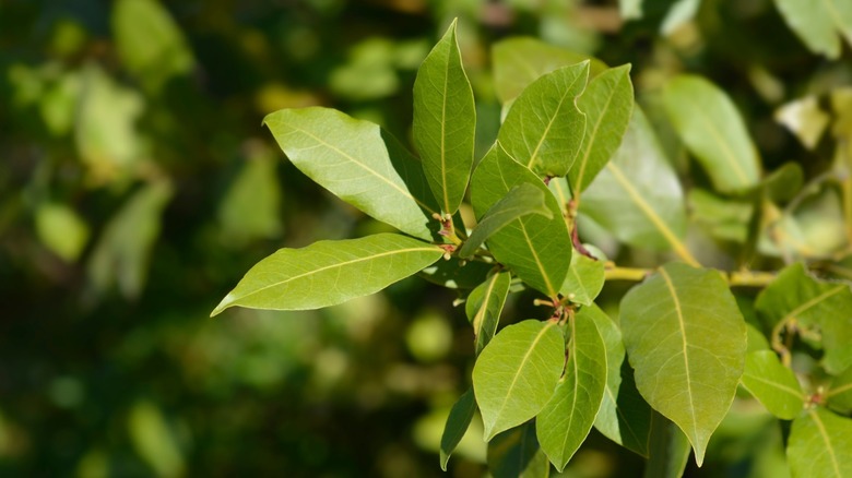 Close up shot of bay leaves