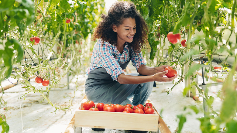 woman harvesting tomatoes with crate