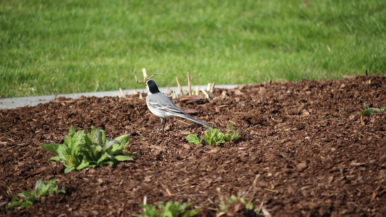 Close up of a bird standing in a mulched garden bed holding a twig
