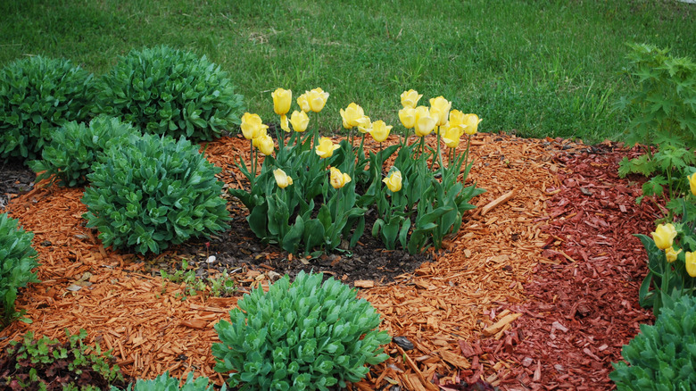 A garden bed with dyed mulch surrounding yellow tulips