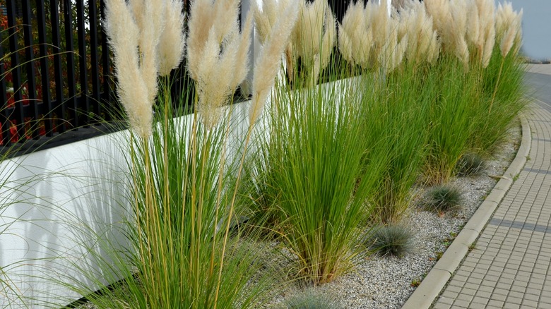 yellow pampas grass