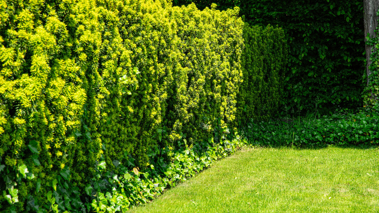 Green yew hedge bordering a lawn