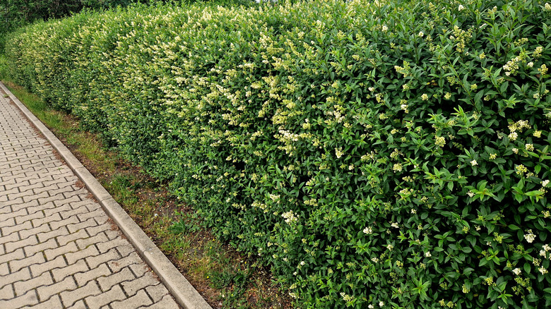 Privet hedge along a walkway