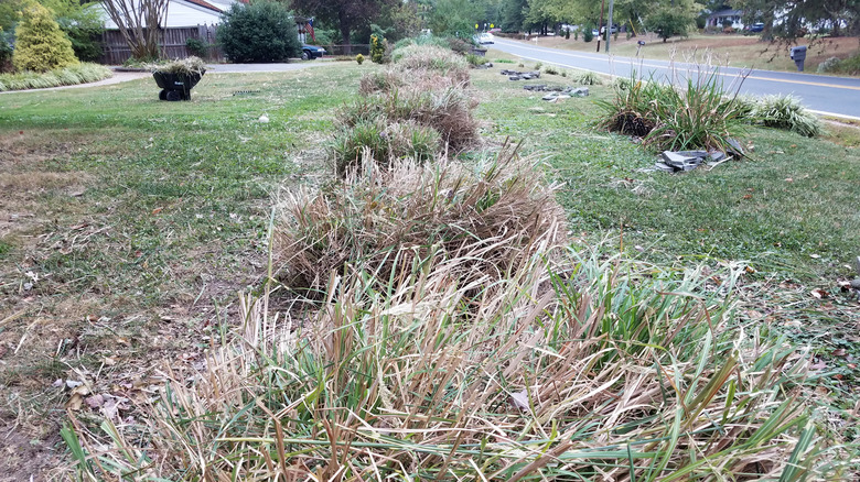 Trimming back pampas plants