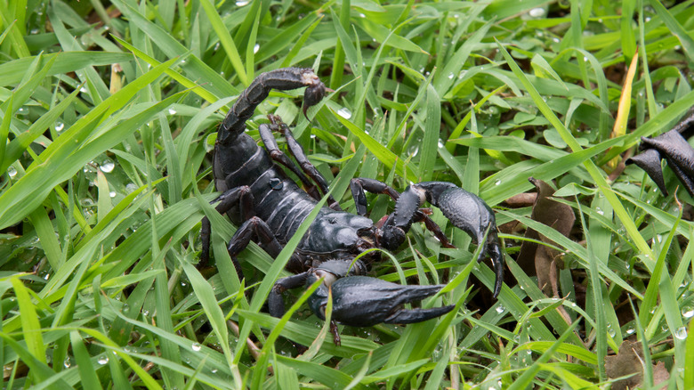 Scorpion in grass