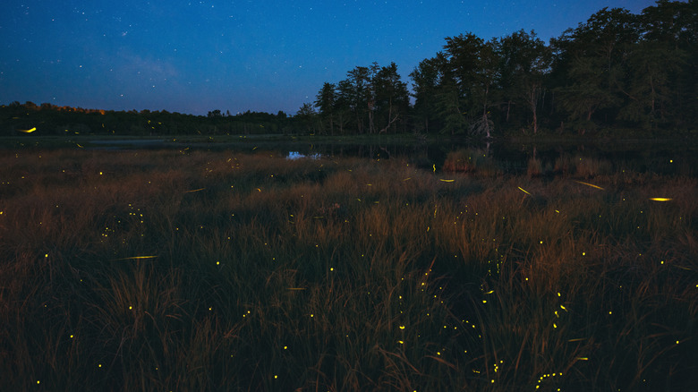 Fireflies above a marsh at dusk
