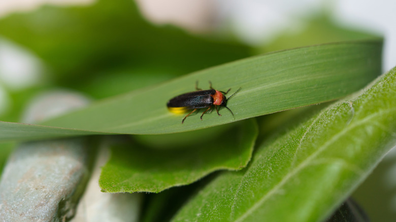Adult firefly on a leaf during the day