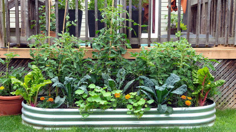Leafy greens growing together
