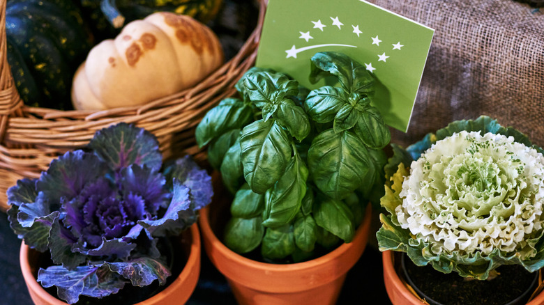 Green herbs growing in separate pots