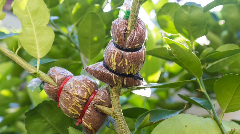 Roots growing from the air grafting method on a lemon tree