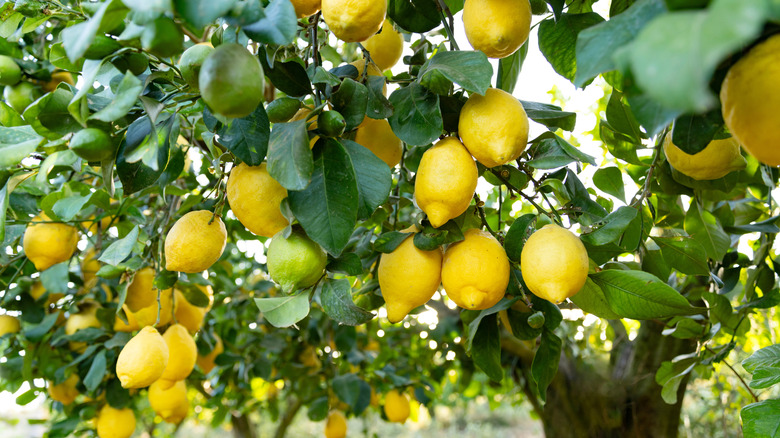 A lemon tree bearing fruit
