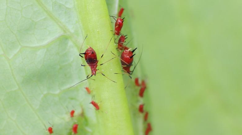 red aphids on lettuce