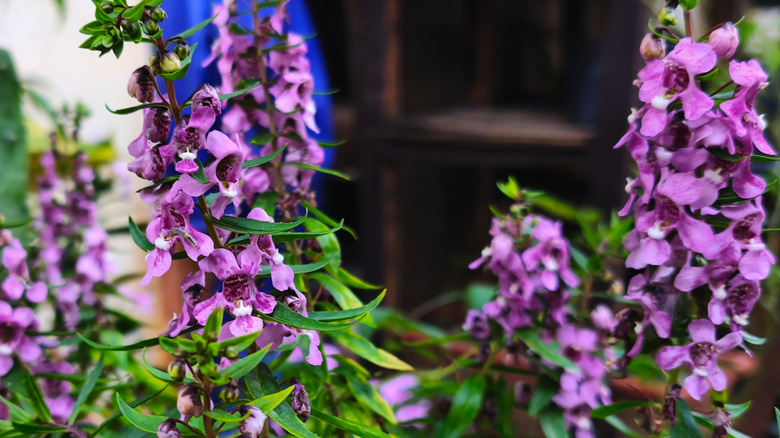 Pink angelonia flowers up close