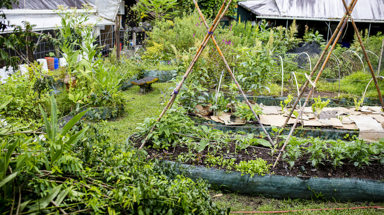 Large garden in a sunny area