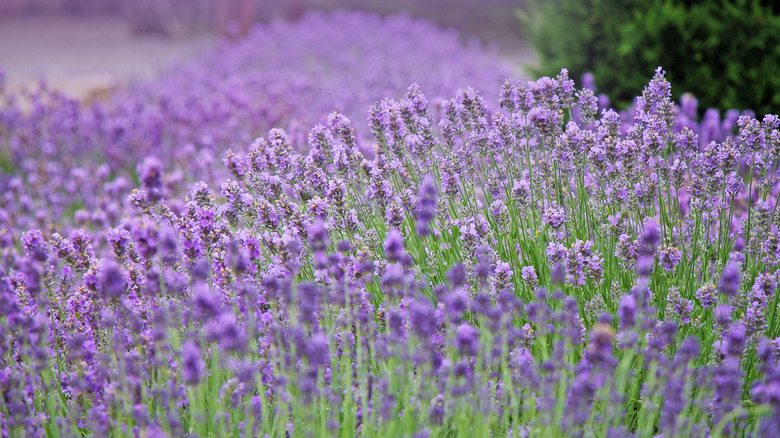 Luscious lavender flowers growing in sunlight