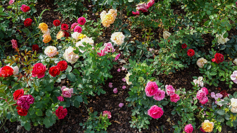 roses of all colors grow in a garden