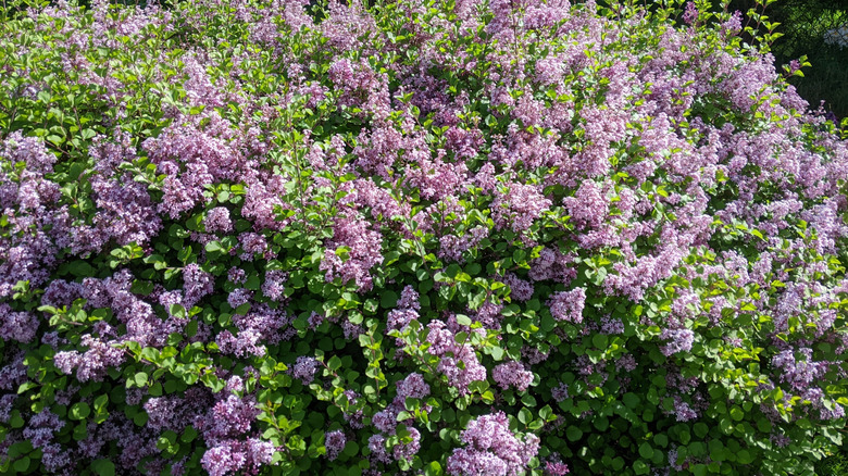 a lilac bush thrives with purple blooms