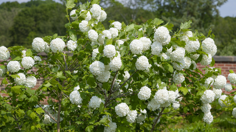 A blooming Chinese snowball bush with white flowers in front of brick wall