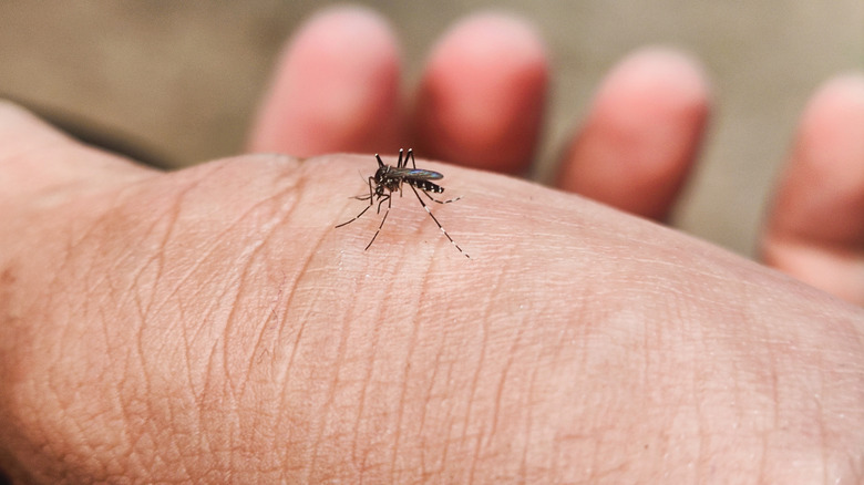 An up close photo of a mosquito on someone's hand