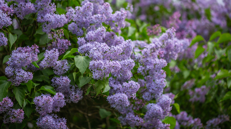 Lilac bushes in bloom