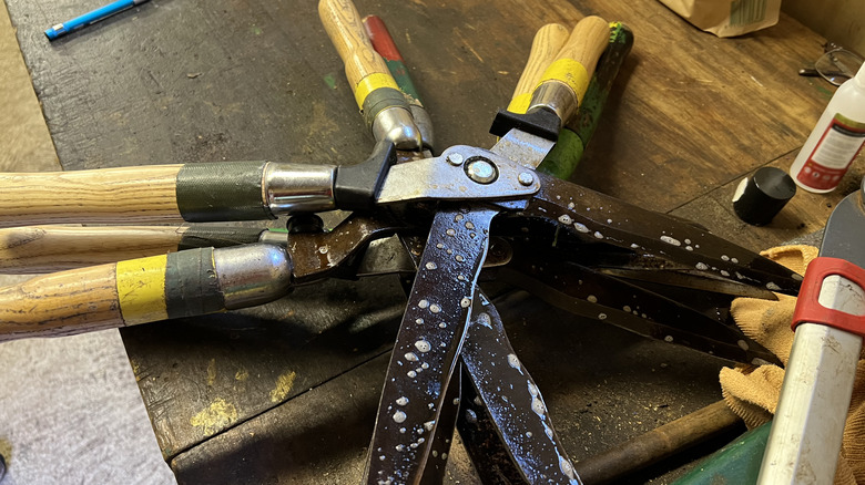 A few pairs of gardening shears on a workbench.