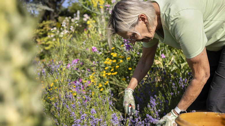A gardener pruning their flowers and plants with shears.