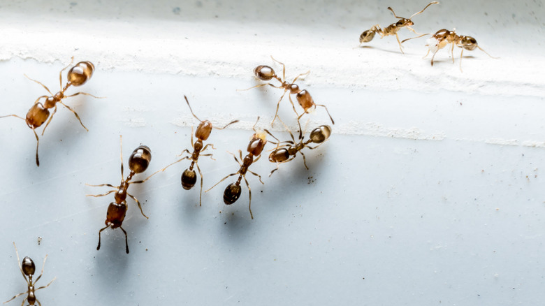 Group of ants on white wall