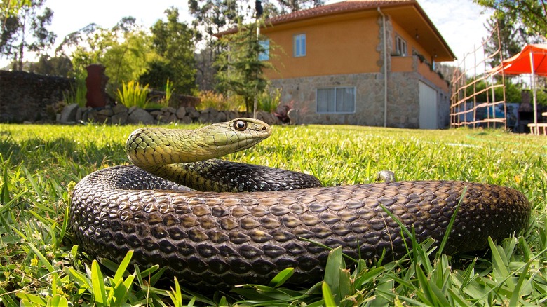 Snake in a yard