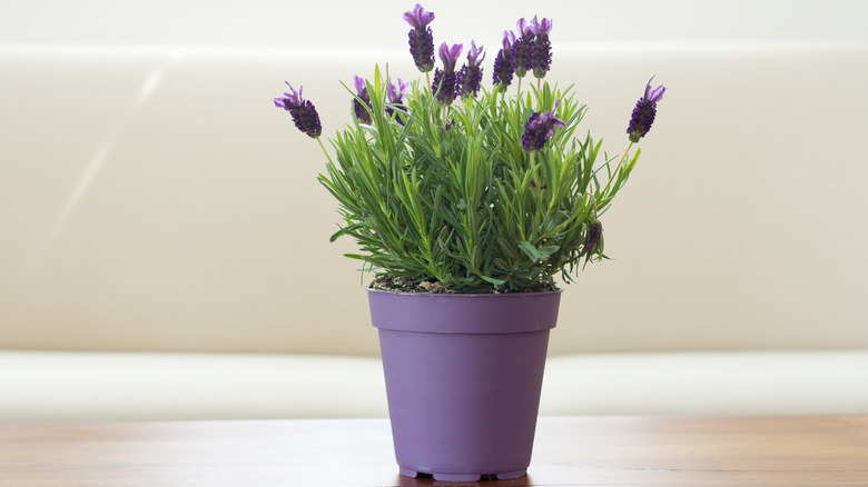 Potted lavender plant in bloom