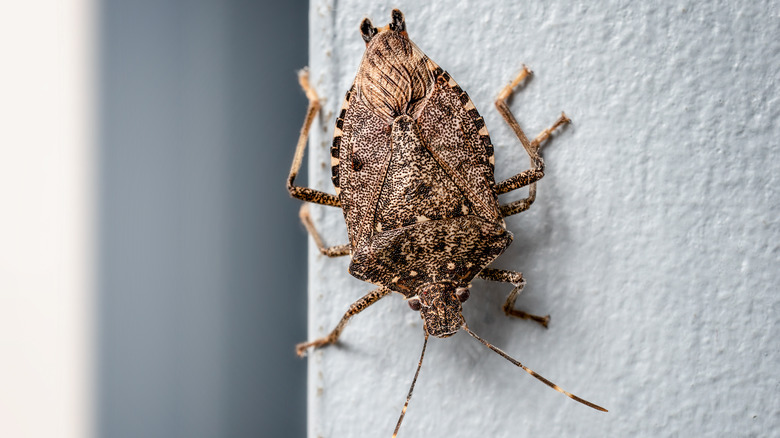 stink bug on wall