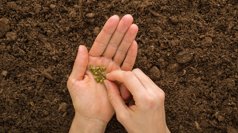 Gardener holding seeds in hand over soil