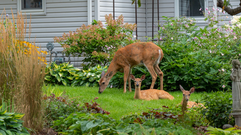 Deer sitting in a yard